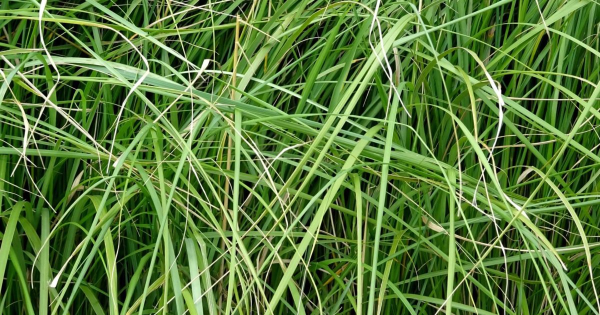Bahia Grass Allergy Symptoms,Treatment & Foods to Avoid