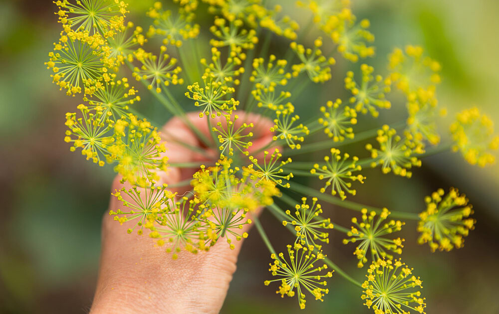 How Long Do Ragweed Allergies Last Frontier Allergy Austin