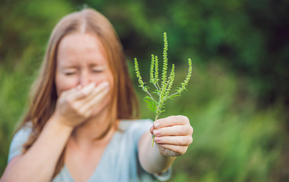 How to Treat Ragweed Allergy Frontier Allergy Austin