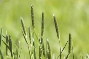 Timothy Grass Allergy Foods To Avoid